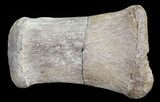 Hadrosaur Finger Bone - Alberta (Disposition #-) #71721-1